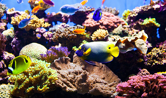 新加坡海洋生态馆一日游【门票/幕后参观可选，当天可定，旨在激发人们对海洋和水生生物的认识和热爱，乐趣无穷】