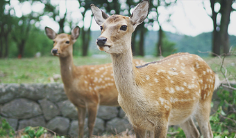 清水寺+伏见稻荷大社+奈良公园一日游【邂逅萌鹿京都奈良一日游，一天之内游遍关西精华，刷爆朋友圈】