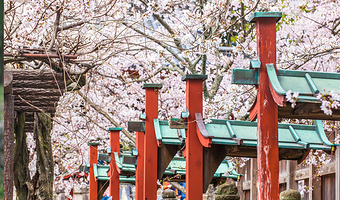 清水寺+伏见稻荷大社+奈良公园+三千院+岚山+金阁寺一日游【一日游遍关西精华景点~可选4-13人小团套餐~】