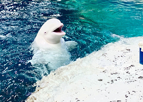 【酒店套餐】CEO茗悦酒店（杭州萧山湘湖景区店）1晚+杭州长乔极地海洋公园单次票（可选人群）