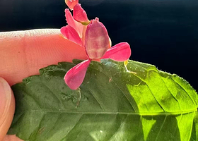 西双版纳天源虫谷一日游【虫谷夜游 灯诱 生态缸 标本参观】