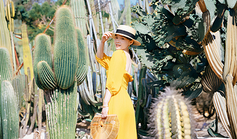 厦门园林植物园+南普陀寺+沙坡尾+演武大桥观景平台+环岛路一日游【厦门市区小包团|上门接送|自由纯玩】