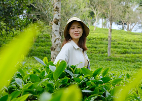 【私家团】普洱太阳河森林公园+中华普洱茶博览苑一日游丨上门接送丨含门票电瓶车丨严选品质团