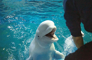 【酒店套餐】芜湖新华联丽景酒店1晚+双人早餐+双人2日大白鲸海洋公园+鸠兹小镇