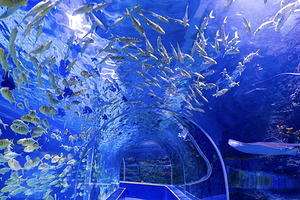 【酒店套餐】利来酒店（深圳观澜店）+观澜海洋世界单次票（可选人群）