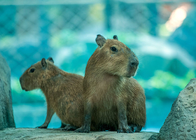 【酒店套餐】重庆永乐半山酒店1晚+双人海世界/渝乐小镇单次票套餐或3小时滑雪套餐+双人早餐+权益