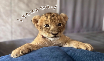 【猛宠来啦】打卡普吉岛狮子园 亲密接触|草原之王|互动玩耍|拍照合影|多种套餐可选