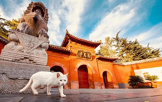 【私家团】洛阳龙门石窟+白马寺一日游【导九州 河南洛阳龙门石窟白马寺牡丹园人工讲解一日游私家团包车游】