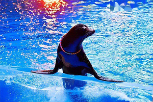 【酒店套餐】维也纳酒店（东莞大朗店)1晚+东莞海之韵极地海洋公园单次票（可选人群）