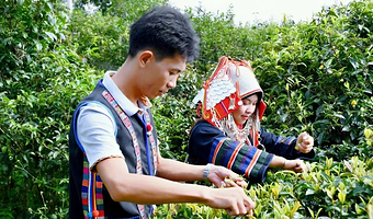 南糯山一日游【向导带玩：采茶制茶吃茶品茶+逛茶园+深度体验茶文化，可选哈尼午餐】