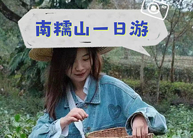 南糯山一日游【采茶压茶吃茶品茶+逛茶园+向导带玩、私家小团深度体验茶文化】