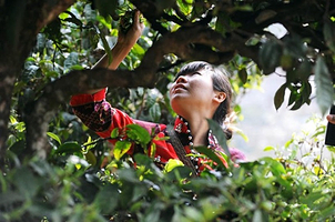 西双版纳南糯山+哈尼文化园一日游【3-5月春茶季/采茶制茶泡茶/1单1车不拼人/睡醒出发/市区接送】