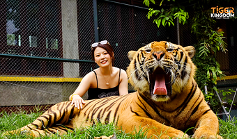 泰国芭提雅老虎园门票Tiger Park亲密接触互动大小老虎芭堤雅公园／中文客服／官方出票／多套餐选／大小同价