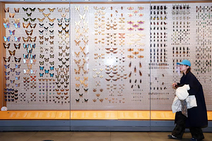 上海自然博物馆+优选讲师专业讲解2小时+耳麦服务