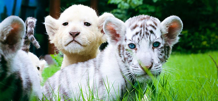 郑州银基动物王国一日游【安阳出发】