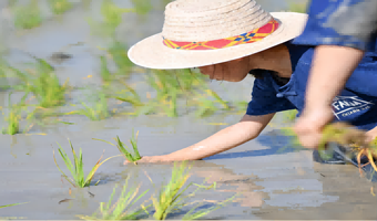 清迈生姜观光农场一日游【可选酒店接送 上下午 亲子互动 水稻种植 收鸡蛋 泥巴滑梯 午餐 英文讲解】