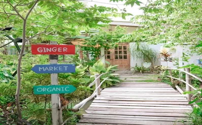 生姜农场GingerFarm位于泰国清迈，地理位置优越，交通非常便利。是一个非常温馨的亲子农场，有着清迈美好的泰北田园风光，极具清迈的小清新风格，是清迈旅游线路的热门之地