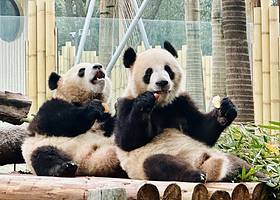 【纯玩-熊猫专线丨含讲解】重庆动物园+三峡博物馆+游船+洪崖洞+（可选）世贸天台131观景台一日游