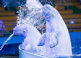 海合安青岛极地海洋公园+栈桥+第二海水浴场+圣弥厄尔教堂+信号山公园+八大关+小麦岛公园一日游【2-6人团】