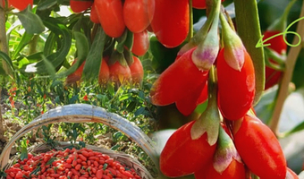 银川沙湖生态旅游区+镇北堡西部影城一日游