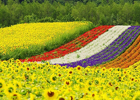 北海道四季彩之丘+青池+白须瀑布+富田农场一日游【北海道拼布之路四季彩花海一日游】