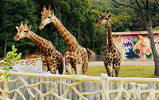 【酒店套餐】维也纳酒店（武汉中核世纪广场凤凰路地铁站店）1晚+武汉野生动物王国单次票（可选人群）