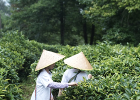 云南大理桃溪莫催茶室采茶制茶体验【采摘、制作、品尝，成品可以带走】