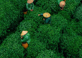 杭州西湖龙井茶文化深度体验 采茶+炒茶+品茶+人工讲解R