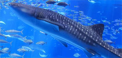 冲绳美丽海水族馆一日游【当天可定，冲绳美丽海水族馆门票，近距离观察海洋中的温柔巨人，揭开鲸鲨的神秘面纱】