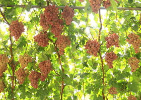 吐鲁番交河故城+坎儿井乐园+火焰山景区+葡萄沟一日游