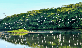 江门梁启超故居纪念馆+小鸟天堂+中国侨都华侨华人博物馆一日游【包车小团JOJO】