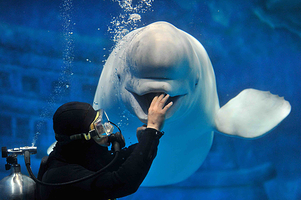 青岛海合安青岛极地海洋公园+游艇出海+栈桥+八大关+五四广场一日游【2-6人小拼团/纯玩无购物无自费】一日游