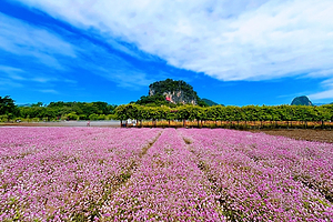 【私家团包车游玩】清远峰林晓镇四季花海+T3茶园一天游《小桂林峰林晓镇+体验茶文化+广州接送》