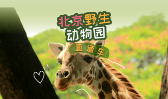 北京野生动物园一日游【直通车◆双集合点上车◆景区专线◆纯玩无购物◆】