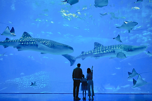 【私家团】珠海长隆海洋王国一天游 <玩8大主题乐园/海洋动物表演/海狮剧场/烟花幻彩/5D城堡影院>深圳出发