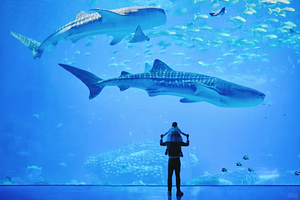 【私家团】珠海长隆海洋王国一天游 <玩8大主题乐园/海洋动物表演/机动游戏/烟花幻彩>广州出发+不含门票