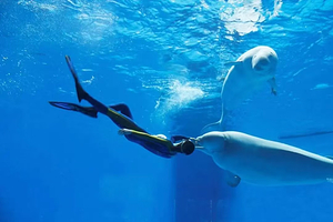 【距离1公里】维也纳酒店（成都会展中心海昌极地海洋公园店）住1晚+2张海合安成都极地海洋公园门票+2人早餐