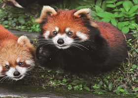 【酒店套餐】重庆动物园单次票（可选人群）+汉庭酒店（重庆杨家坪地铁站店）1晚