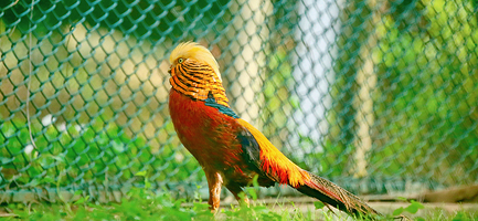 秦岭四宝科学公园+秦岭国家植物园一日游【西安出发】