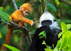 崇左德天跨国瀑布景区+鹅泉+通灵大峡谷+峒那屿湾景区+白头叶猴生态旅游区三日游【崇左起止 2~8人精品小团】