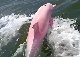 三娘湾一日游【三娘湾出海看海豚(船票)一人起/可订]快艇出海寻红/白/粉海豚/看海豚/追海豚】