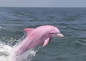 三娘湾一日游【三娘湾出海看海豚+犀丽湾+仙岛公园.（商务小团）上门接送.专车服务.朋友式接待】