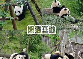 【酒店距离基地1.7km】隐蜀酒店（成都熊猫基地店）住1晚+2张成都大熊猫繁育研究基地门票