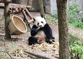【酒店套餐】成都大熊猫基地繁育研究基地单次票（可选人群）+铂领荟酒店（成都熊猫基地成都医学院店）1晚