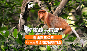 沙巴Kawa红树林一日游【寻野生动物/看萤火虫】