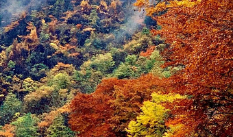 恩阳古镇+光雾山旅游景区+米仓山旅游景区+光雾山桃园三日游【纯玩/南江黄羊肉+巴山老鸭汤】