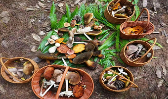 南糯山一日游【西双版纳捡菌子丨摘野果丨挖野菜丨野趣徒步丨哈尼文化丨探秘南糯山自然人文一日游】