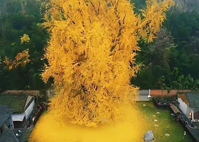 西安古观音禅寺【千年银杏落金黄，一寺禅音绕终南】