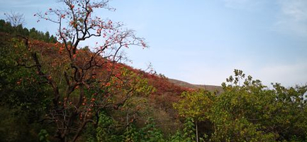 官护山景区一日游【青岛出发】