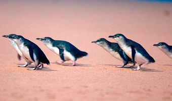 菲利普岛+企鹅归巢一日游【门票，黄昏时分，一睹野生小企鹅们浮出海面，摇摇晃晃地走上沙滩，回到沙丘中的洞穴里】